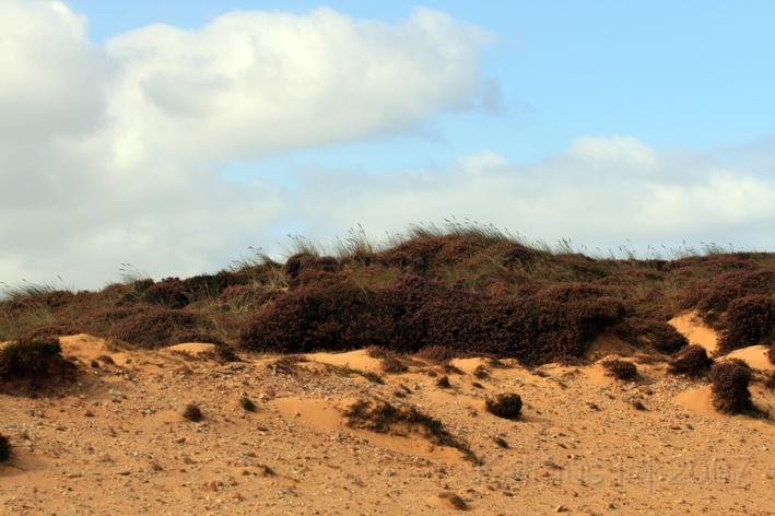 Morsum Kliff 2.jpg - Düne am Morsum Kliff